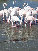 Ragondin et flamants roses.