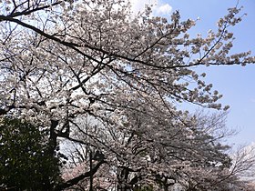 Ueno Park