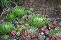 Sempervivum tectorum