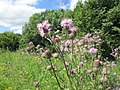 Cirsium arvense