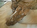 Head of Edmontosaurus annectens "mummy" AMNH 5060