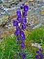 Blä Iisenhud (Aconitum napellus)