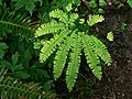 Adiantum pedatum