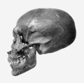 Craniul prezumtiv lui Akhenaton, conform unei cercetări din 2010