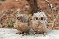 "Baby_Owls.jpg" by User:Arya C S