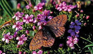 Boloria (Clossiana) improba