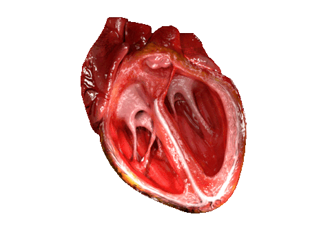 Third place: Computer Generated Cross Section 3d Model of Heart. Atribuição: DrJanaOfficial (CC BY-SA 4.0)