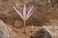 Crocus damascenus