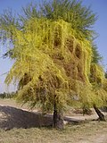 Cuscuta (amarilla, sobre el árbol), sus raíces haustoriales penetran al hospedador haustorialmente (alimentándose de él a medida que avanzan) hasta conectarse a su sistema vascular. Los estrictos controles de "libre de cuscuta" son necesarios para el transporte de vegetales en algunos países.