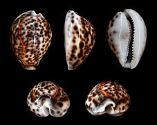 Cypraea tigris ( Cypraeidae )