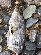 Dead Striped Bass, Winthrop MA.jpg