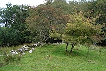 Two green "fairy" trees next to each other in a lush pasture.