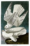 Gyrfalcon (Falco rusticolus)