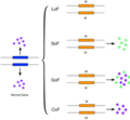 Image 18This figure shows a simplified version of loss-of-function, switch-of-function, gain-of-function, and conservation-of-function mutations. (from Mutation)