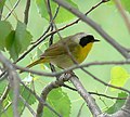 Common Yellowthroat (Geothlypis trichas)