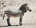 Kalnu zebra (Equus zebra)