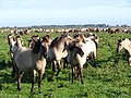 Koniks in the Dutch Oostvaardersplassen nature reserve.