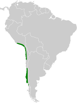 Distribución geográfica del tijeral colinegro.