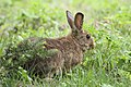 Lepus americanus