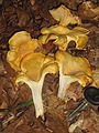 Cantharellus cibarius