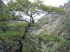 Encino (Quercus), en Zimapan.