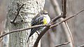 Yellow-rumped Warbler