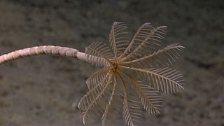 Crinoïde fixe de grande profondeur. Les entroques sont bien visibles.