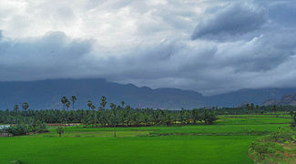 Rizières et cocoteraies dans la région de Nagercoil en été, au vent (exposée aux moussons d'été).