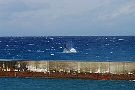 North Pacific Right Whale, Niijima, March 2, 2011 by Aramusha D.jpg