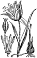 Tulipa sylvestris Divji tulipan plate 139 in: Martin Cilenšek: Naše škodljive rastline Celovec (1892)