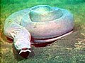 Eptatretinae (Pacific hagfish Eptatretus stoutii)