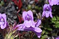 Penstemon davidsonii