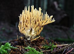 Ramaria flaccida, un Gomphales