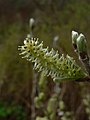 Salix sitchensis