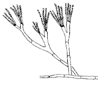 Schimmel pinselschimmel penicillium.gif