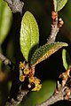 Shepherdia canadensis