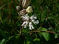 Silene parryi