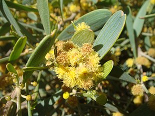 Jojoba (Simmondsia chinensis) Foto: Miwasatoshi