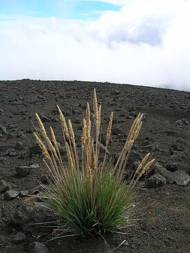 Trisetum glomeratum, остров Мауи