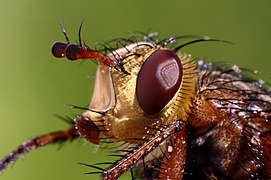 Antennes courte munie d'une arista et poils (vibrisses) se croisant au dessus des pièces bucales.