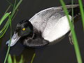 Lesser scaup Aythya affinis