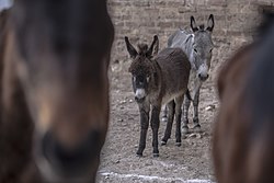 عکس از ماده الاغ به همراه کرده خود