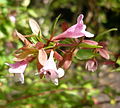Abelia parvifolia (sinonim: Abelia schumannii)