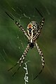 Araneidae (orb-weaver spiders)