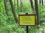 Auwald mit Schwarzerlen (Alnus glutinosa)