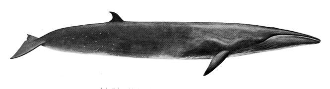 Balaenoptera borealis