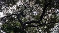 A banyan tree