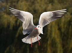 Black-headed Gull - St James's Park, London - Nov 2006