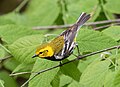 Image 66Male black-throated green warbler in Prospect Park