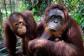 Bukit Merah Orang Utan Island Foundation.jpg